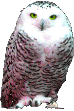 owl